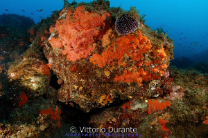 Sea urchin on rock with sponges by Vittorio Durante 